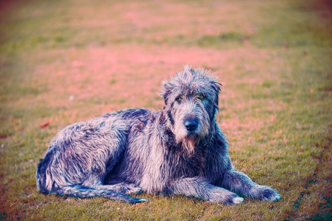 cabra castle dog